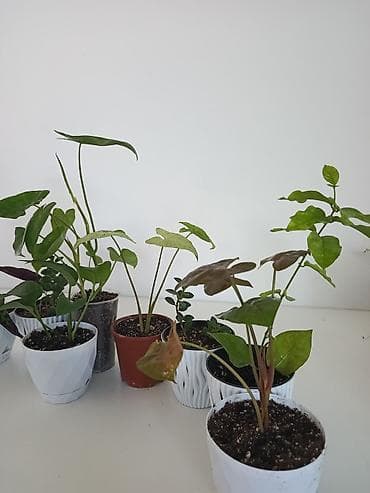 живые растения: Коллекция комнатных растений в горшках Предлагаются различные — 5