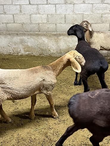 малёк рыбы: Продаю | Ягненок | На забой — 7