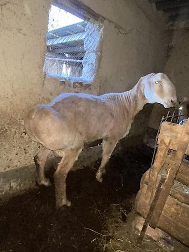 продаю баран сокулук: Сатам | Кочкор (эркек) | Көбөйтүү үчүн | Жасалма жол менен боозутуу — 2