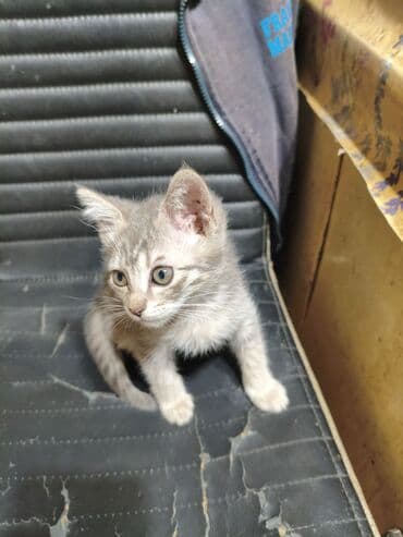 шотландская кошка прямоухая: Котята - скоттиш страйт,окрас - голубой Табби. Родились 7 сентября,к — 27