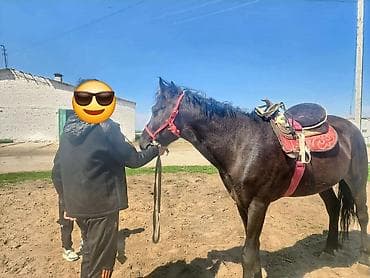 кунаи: Продаю | Конь (самец) | Рабочий — 4