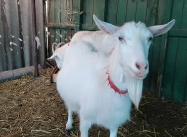 домашние птицы: Продаю | Коза (самка), Козёл (самец), Козлёнок | Зааненская | Для разведения, Для молока | Племенные, Котные, Осеменитель — 1
