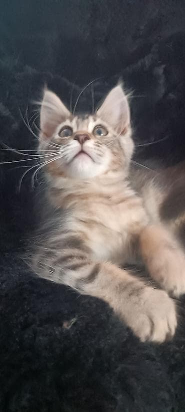 Мейн-Куны!!!🥰🥰🥰 Продаётся Чистокровный, Шикарный котик от титулованных lalafo.kg да Мейн-Куны!!!🥰🥰🥰 Продаётся Чистокровный, Шикарный котик от титулованных