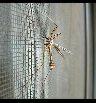 third edition solutions: Москитная сетка, Внутренняя, Готовые, Платная доставка — 9