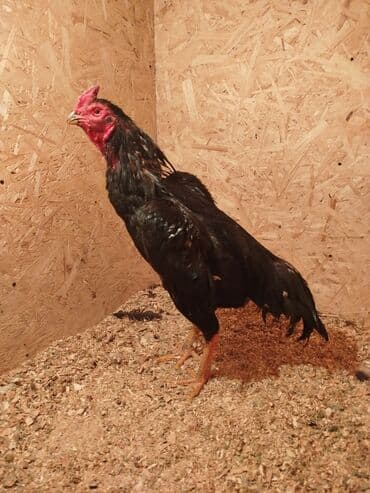 куры токмок: Сатам | Тооктор — 3