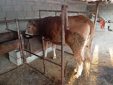 бычки бычок: Продаю | Бык (самец) | На откорм — 3
