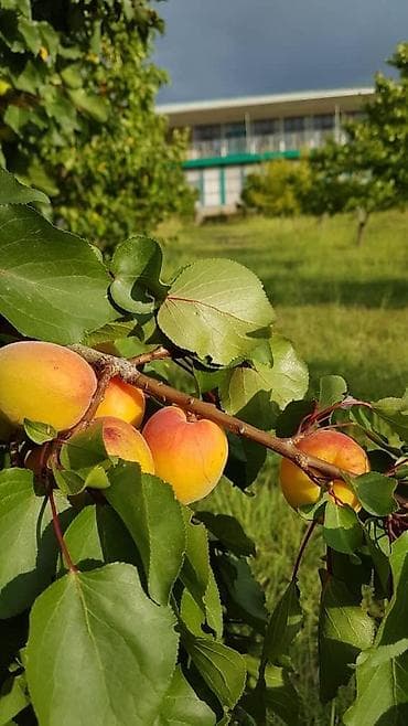 Ысык-Көлдө конок үйлөр: Ысык-Көлдө конок үйү, Тамга, Күнүмдүк — 5