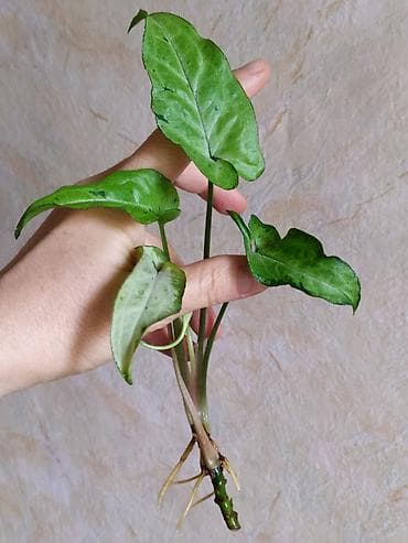 сингониумы: Продаю комнатные растения: 🌿‌Сингониум Фреклес мутейшен (Freckles — 1