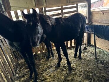 Собаки: Продаю | Кобыла (самка) | Для разведения | Племенные — 1