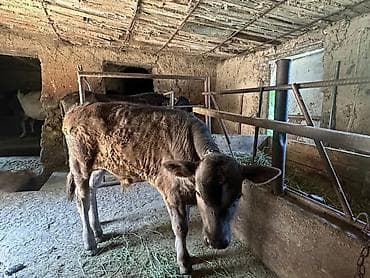 ара цена: Продаю | Музоо, торпок | На откорм | Привязанные — 5