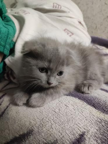 отдам даром котят: Котята, домашнее выращивание. Шотландцы котята есть фолды есть — 3