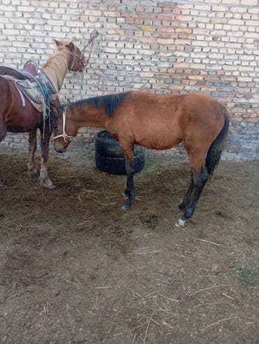 корм для форел: Продаю | Кобыла (самка) | Рабочий — 2