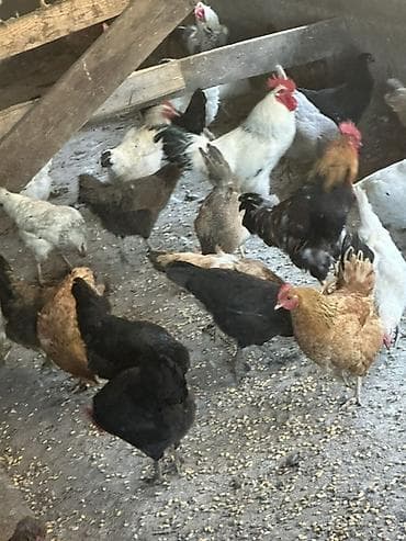 где купить породистых кур: Продаю | Куры, Петух, Цыплята | Кохинхин, Домашняя, Кучинская | На забой, Для разведения, Несушки — 3