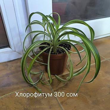 алоказия полли: Цветы,, комнатные растения, Алоказии взрослы и клубни, Блек Вельвет — 10