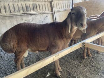 продажа щенков немецкой овчарки с документами в бишкеке: Продаю | Баран (самец), Ягненок | Арашан | Для разведения | Осеменитель — 2