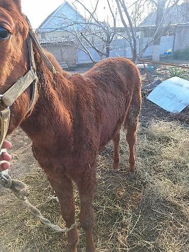 бычки годовалые: Продаю | Жеребенок | Для разведения — 4