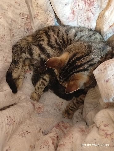 Башка жаныбарлар: 4баласы менен мышык кимге керек алып кеткиле — 1