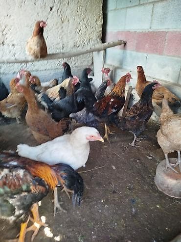 котенок даром: Тооктор сатылат активный жаш 20 тоок 1 короз бар алмашу жолдору бар — 5