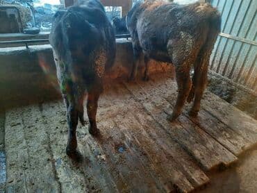 dog chow: Продаю | Корова (самка), Бык (самец), Тёлка | Алатауская | На откорм, На забой, Для разведения | Искусственник — 4