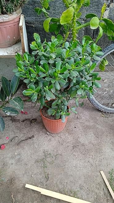 Сейфы: Денежное дерево — 2