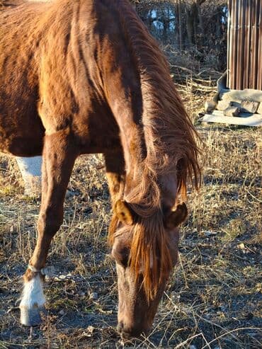 куда отдать собаку бишкек: Продаю | Кобыла (самка) | Рабочий — 3