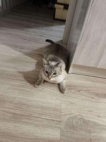 Другие животные: Девочка, Приучена к лотку — 1