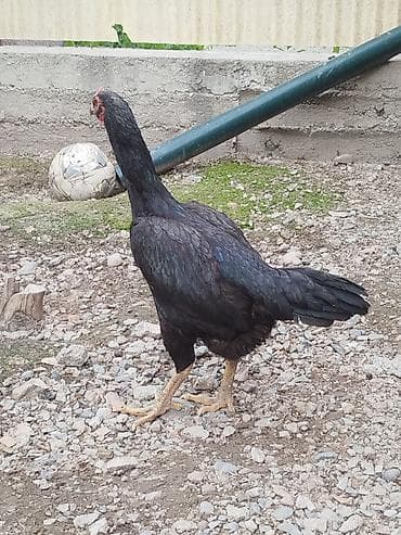 спортбайк детский: Дакан мекиш сатылат бези бар канатынын алдында алмашу жолдору бар — 2