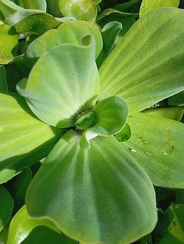 Пистия (Pistia stratiotes), водяной салат — плавающее