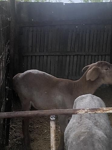 разделка барана: Продаю | Баран (самец) | На забой — 4