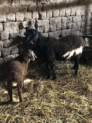 Продаю | Овца (самка) | Для разведения | Матка