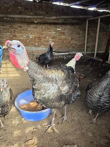 индюк тушка: Продаю | Индюк (самец) | Для разведения | Племенные — 4