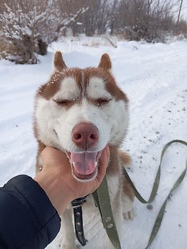 собака лабарадор каракол: Сибирский хаски (рыже-белый окрас) с упряжной шлейкой и длинным — 2
