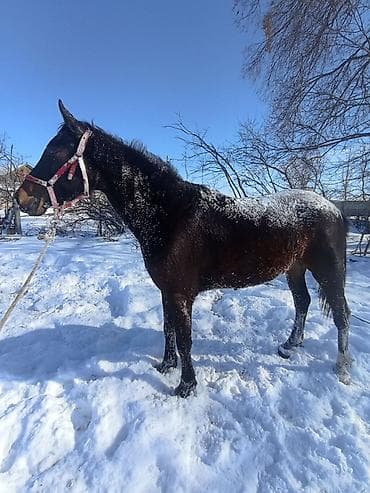 жылкы жаныбар: Сатам | Жылкы (эркек) | Аргын | Көбөйтүү үчүн, Жумушка | Жасалма жол менен боозутуу — 5