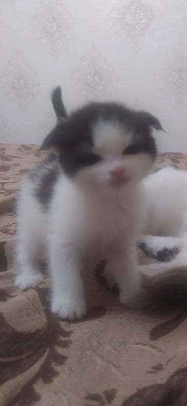 Аквариумы: Котёнок, чёрно‑белый, шотландский вислоухий, скотиш фолд,с очень — 2