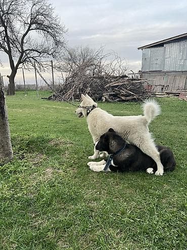 кангал шенок: Лайка, 5 месяцев, Самец, С прививкой — 5