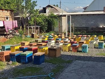 купить оборудование для пчеловодства: Продается Пчелопакет 🙌 Аары челектер сатылат 🙌 4 Расплода Печатного ✅ — 1