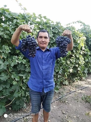вост: Виноград В розницу — 2