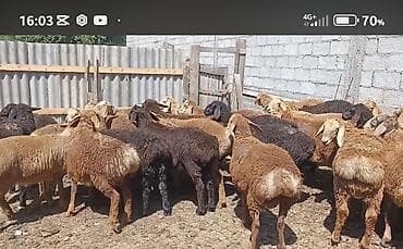 С/х животные и товары: Продаю | Ягненок | Для разведения | Ярка — 4