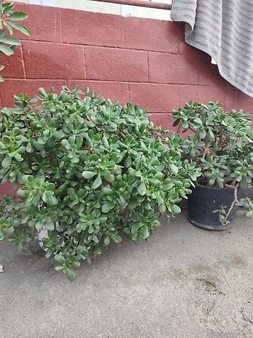 продаю раков: Комнатные и уличные декоративные растения в горшках - Агавы в крупных — 4