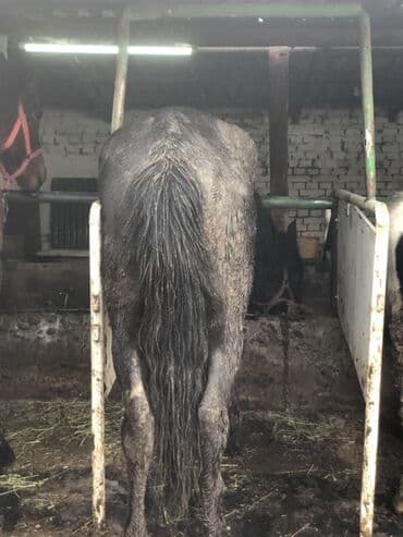 лошад тай: Продаю | Конь (самец) | Рабочий — 3