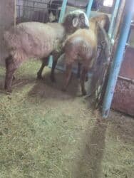 сколько стоит лабрадор ретривер: Продаю | Баран (самец) | На забой — 3