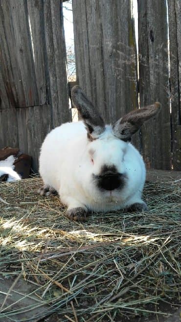 декоративные заборы: Кролики — 8