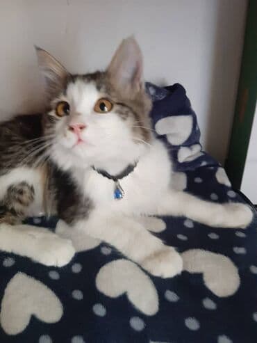 отдам кошечку в добрые руки: 2 месяца, Девочка — 6