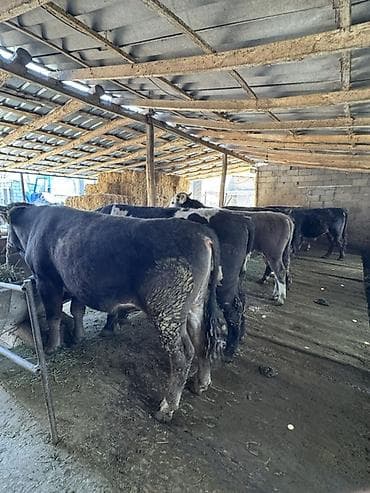 бельгийский бык цена: Продаю | Бык (самец) | На откорм, На забой | Привязанные — 2