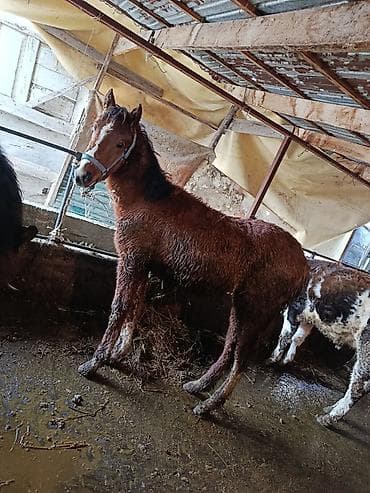 сментал бука: Продаю | Жеребенок | Для разведения — 7