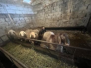 биг 6: Продаю | Баран (самец) | Арашан | На забой, Для разведения | Племенные, Осеменитель — 3