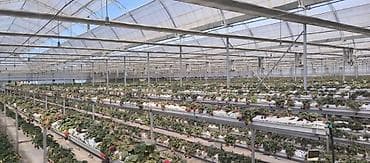 ягоды: Строим теплицы под ключ! 5 поколение теплиц. Под выращивание клубники — 3