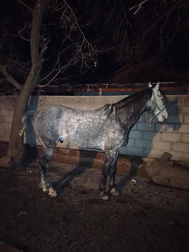 Кошки: Продаю | Жеребец | Для разведения | Племенные — 3