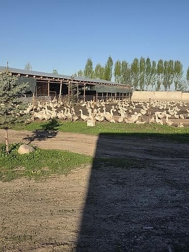 На птицеферму в с Новониколаевка требуется разнорабочий желательно