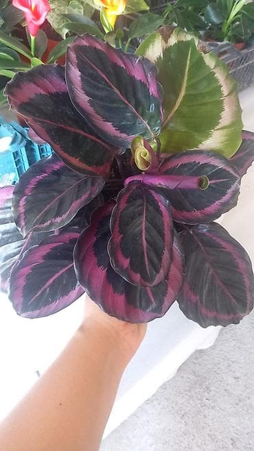 Дом и сад: Комнатные цветы все по 1000сомов . Ак ордо 2 есть доставка через — 10